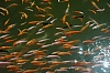 DSC_2418.JPG